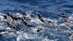 Erect-crested penguin | Tawaki nana hī. Adults swimming. At sea off the Bounty Islands, October 2019. Image © Alan Tennyson by Alan Tennyson.