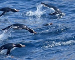 Erect-crested penguin | Tawaki nana hī. Adults porpoising at sea. At sea off the Bounty Islands, October 2019. Image © Alan Tennyson by Alan Tennyson.