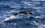 Erect-crested penguin | Tawaki nana hī. Adult porpoising. At sea off the Bounty Islands, October 2019. Image © Alan Tennyson by Alan Tennyson.