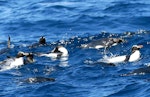 Erect-crested penguin | Tawaki nana hī. Adults loafing. At sea off the Bounty Islands, October 2019. Image © Alan Tennyson by Alan Tennyson.