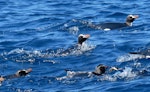 Erect-crested penguin | Tawaki nana hī. Adults swimming. At sea off the Bounty Islands, October 2019. Image © Alan Tennyson by Alan Tennyson.