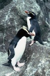 Erect-crested penguin | Tawaki nana hī. Adult standing (front) with Snares crested penguin. The Snares, December 1985. Image © Alan Tennyson by Alan Tennyson.