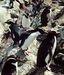 Erect-crested penguin | Tawaki nana hī. Four species of crested penguin. Station Cove, Snares Islands, February 1983. Image © Colin Miskelly by Colin Miskelly.