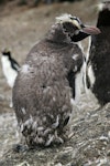 Erect-crested penguin | Tawaki nana hī. Moulting adult. Antipodes Island, February 2009. Image © David Boyle by David Boyle.