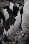 Erect-crested penguin | Tawaki nana hī. Partially leucistic adult. Antipodes Island, March 2009. Image © Mark Fraser by Mark Fraser.