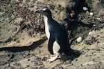 Erect-crested penguin | Tawaki nana hī. Immature. Antipodes Island, November 1978. Image © Department of Conservation ( image ref: 10033317 ) by John Kendrick Department of Conservation.