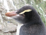 Erect-crested penguin | Tawaki nana hī. Close view of immature head. Campbell Island, December 2010. Image © Kyle Morrison by Kyle Morrison.