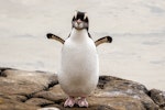 Erect-crested penguin | Tawaki nana hī. Immature in moult. Curio Bay, February 2023. Image © Glenda Rees by Glenda Rees.