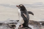 Erect-crested penguin | Tawaki nana hī. Immature in moult. Curio Bay, February 2023. Image © Glenda Rees by Glenda Rees.