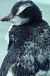 Erect-crested penguin | Tawaki nana hī. Immature. Allans Beach, Otago Peninsula. Image © Department of Conservation ( image ref: 10044879 ) by Rod Morris Department of Conservation.