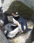 Erect-crested penguin | Tawaki nana hī. Adults at nest. Proclamation Island, Bounty Islands, October 2019. Image © Alan Tennyson by Alan Tennyson.