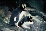 Erect-crested penguin | Tawaki nana hī. Pair at nest. Antipodes Island, October 1990. Image © Colin Miskelly by Colin Miskelly.