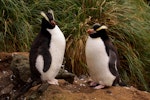 Erect-crested penguin | Tawaki nana hī. Pair of adults at a nest site. Antipodes Island, March 2009. Image © Mark Fraser by Mark Fraser.