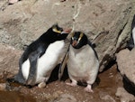 Erect-crested penguin | Tawaki nana hī. Pair at nest with egg (male on nest). Bounty Islands, October 2012. Image © Paul Sagar by Paul Sagar.