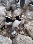 Erect-crested penguin | Tawaki nana hī. Pair at nest (male on left), showing extreme egg size difference. Proclamation Island, Bounty Islands, October 2013. Image © Paul Sagar by Paul Sagar.