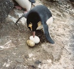 Erect-crested penguin | Tawaki nana hī. Adult at nest with eggs showing extreme size dimorphism between fresh second egg and stained first egg. Antipodes Island, October 1990. Image © Colin Miskelly by Colin Miskelly.