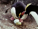 Erect-crested penguin | Tawaki nana hī. Pair at nest with eggs showing extreme size difference eggs. Antipodes Island, October 1990. Image © Colin Miskelly by Colin Miskelly.