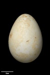 Erect-crested penguin | Tawaki nana hī. Egg 82.3 x 57.8 mm (NMNZ OR.001620, collected by Robert Falla). Antipodes Island, November 1950. Image © Te Papa by Jean-Claude Stahl.