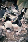 Erect-crested penguin | Tawaki nana hī. Adults with downy chick. Anchorage Bay, Antipodes Island, November 1995. Image © Alan Tennyson by Alan Tennyson.