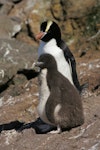 Erect-crested penguin | Tawaki nana hī. Adult with chick. Antipodes Island, December 2009. Image © David Boyle by David Boyle.