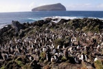 Erect-crested penguin | Tawaki nana hī. Colony with Bollons Island in background. Antipodes Island, March 2009. Image © Mark Fraser by Mark Fraser.