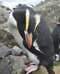 Erect-crested penguin | Tawaki nana hī. Non-breeding adult in eastern rockhopper penguin colony. Penguin Bay, Campbell Island, December 2012. Image © Kyle Morrison by Kyle Morrison.