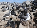 Erect-crested penguin | Tawaki nana hī. Nesting colony mixed with Salvin's mollymawks. Proclamation Island, Bounty Islands, October 2019. Image © Alan Tennyson by Alan Tennyson.