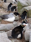 Erect-crested penguin | Tawaki nana hī. Adults nesting, with nesting Salvin's mollymawk. Proclamation Island, Bounty Islands, October 2019. Image © Alan Tennyson by Alan Tennyson.