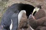 Erect-crested penguin | Tawaki nana hī. Adult feeding chick. Antipodes Island, December 2009. Image © David Boyle by David Boyle.