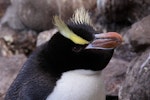 Erect-crested penguin | Tawaki nana hī. Close up of adult leaning forward. Antipodes Island, March 2009. Image © Mark Fraser by Mark Fraser.