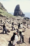 Erect-crested penguin | Tawaki nana hī. Colony. Orde Lees, Antipodes Island, November 1995. Image © Alan Tennyson by Alan Tennyson.