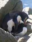 Erect-crested penguin | Tawaki nana hī. Adults copulating. Proclamation Island, Bounty Islands, October 2019. Image © Alan Tennyson by Alan Tennyson.