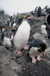 Royal penguin. Adult macaroni penguin with eastern rockhopper penguin. Penguin Bay, Campbell Island, January 1993. Image © Alan Tennyson by Alan Tennyson.