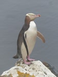 Yellow-eyed penguin | Hoiho. Adult. Rose Island, Auckland Islands, January 2018. Image © Alan Tennyson by Alan Tennyson.