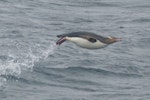 Yellow-eyed penguin | Hoiho. Adult porpoising. Off Enderby Island, Auckland Islands, January 2018. Image © Alan Tennyson by Alan Tennyson.