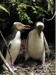 Yellow-eyed penguin | Hoiho. Adult male (left) and female (brooding) two chicks at nest. Catlins, December 2009. Image © Cheryl Pullar by Cheryl Pullar.