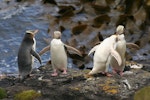 Yellow-eyed penguin | Hoiho. Adults including a pale 'isabelline' bird. Auckland Islands, December 2006. Image © Department of Conservation ( image ref: 10070565 ) by Andrew Maloney Department of Conservation.