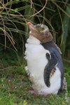 Yellow-eyed penguin | Hoiho. Adult moulting. Otago Peninsula, April 2011. Image © Jenny Atkins by Jenny Atkins.