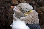 Yellow-eyed penguin | Hoiho. Close view of adult head in moult. Otago Peninsula, March 2006. Image © Craig McKenzie by Craig McKenzie.