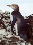 Yellow-eyed penguin | Hoiho. Vagrant subadult. Rangatira Island, Chatham Islands, January 1984. Image © Colin Miskelly by Colin Miskelly.