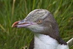 Yellow-eyed penguin | Hoiho. Close view of immature head. Otago Peninsula, December 2010. Image © Raewyn Adams by Raewyn Adams.