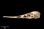 Chatham Island merganser. Holotype (cranium, lateral view), S.29496.7, Te Papa. Te Ana a Moe Cave, Te Whanga Lagoon, Chatham Island, February 1991. Image © Te Papa.