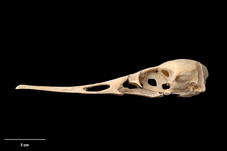 Chatham Island merganser. Holotype (cranium, lateral view), S.29496.7, Te Papa. Te Ana a Moe Cave, Te Whanga Lagoon, Chatham Island, February 1991. Image © Te Papa.