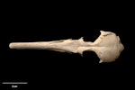 Chatham Island merganser. Holotype (cranium, dorsal view), S.29496.7, Te Papa. Te Ana a Moe Cave, Te Whanga Lagoon, Chatham Island, February 1991. Image © Te Papa.