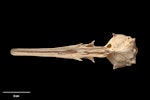 Chatham Island merganser. Holotype (cranium, ventral view), S.29496.7, Te Papa. Te Ana a Moe Cave, Te Whanga Lagoon, Chatham Island, February 1991. Image © Te Papa.