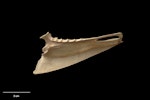 Chatham Island merganser. Paratype (sternum, lateral view), S.32198.4, Te Papa. Te Ana a Moe Cave, Te Whanga Lagoon, Chatham Island, February 1992. Image © Te Papa.