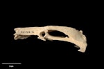 Chatham Island merganser. Paratype (pelvis, lateral view), S.32198.6, Te Papa. Te Ana a Moe Cave, Te Whanga Lagoon, Chatham Island, February 1992. Image © Te Papa.