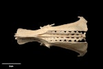 Chatham Island merganser. Paratype (pelvis, dorsal view), S.32198.6, Te Papa. Te Ana a Moe Cave, Te Whanga Lagoon, Chatham Island, February 1992. Image © Te Papa.