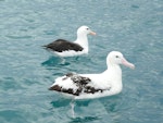 Antipodean albatross | Toroa. Adult with black-browed mollymawk. Off Kaikoura, June 2008. Image © Alan Tennyson by Alan Tennyson.