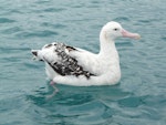 Antipodean albatross | Toroa. Adult on water. Off Kaikoura, June 2008. Image © Alan Tennyson by Alan Tennyson.